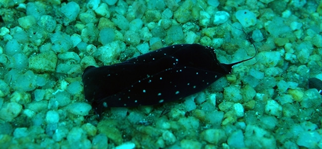 Aglaja tricolorata