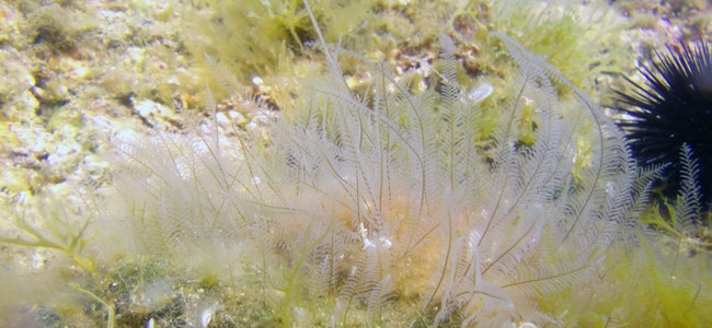 Aglaophenia pluma