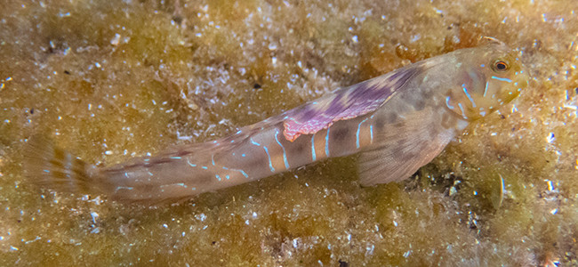 Aidablennius sphynx