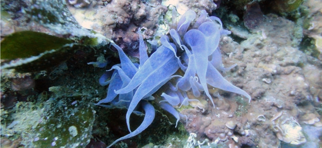 Aiptasia mutabilis