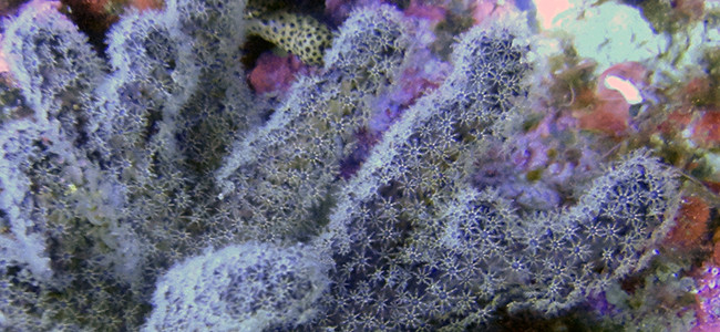 Alcyonium acaule