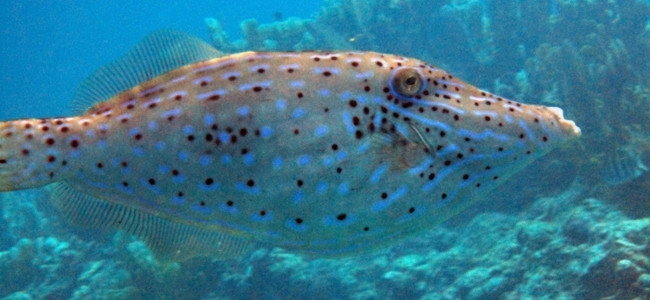 Aluterus scriptus