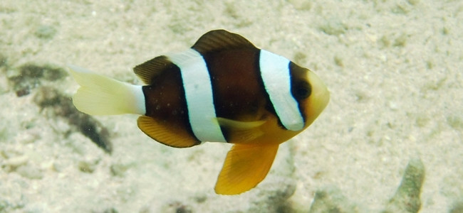 Amphiprion clarkii