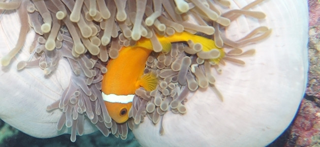 Amphiprion frenatus
