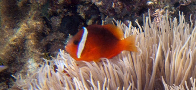 Amphiprion melanopus