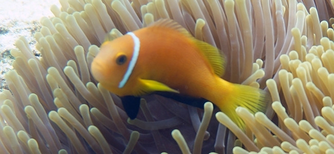 Amphiprion nigripes