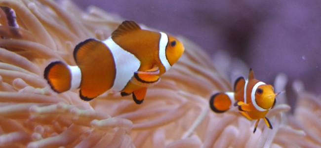 Amphiprion ocellaris
