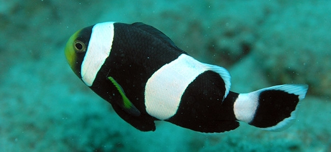 Amphiprion sebae