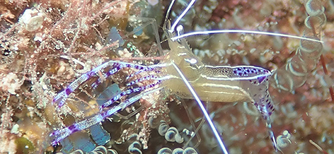 Ancylomenes pedersoni