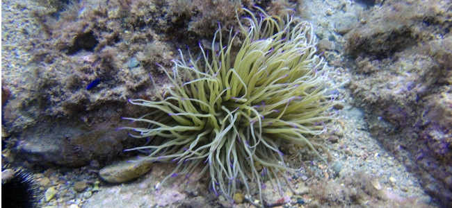 Anemonia sulcata