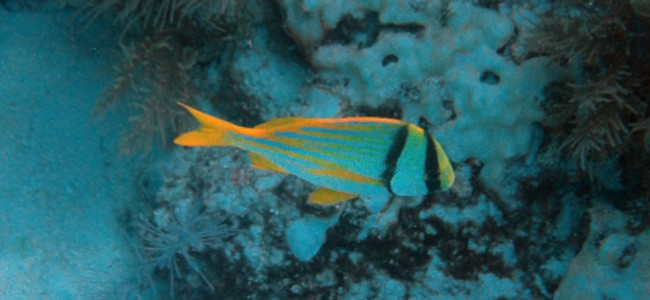 Anisotremus virginicus