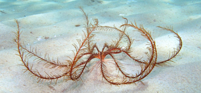 Antedon mediterranea