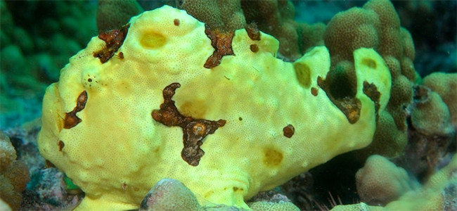 Antennarius commerson