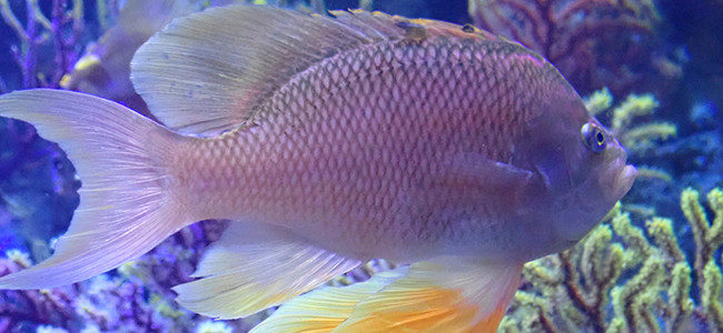 Anthias anthias