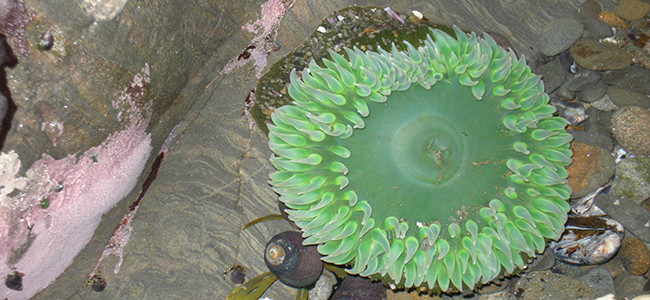 Anthopleura xanthogrammica