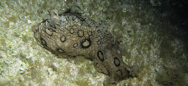 Aplysia dactylomela