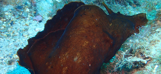 Aplysia fasciata