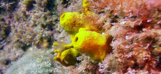 Aplysina aerophoba