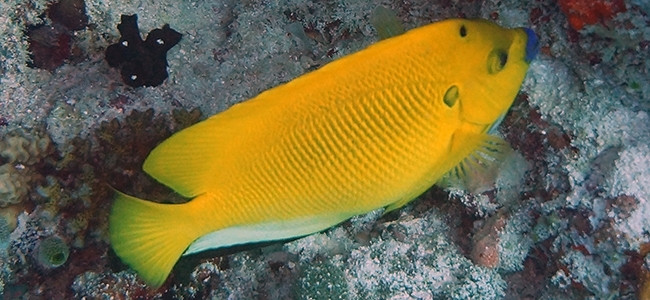 Apolemichthys trimaculatus