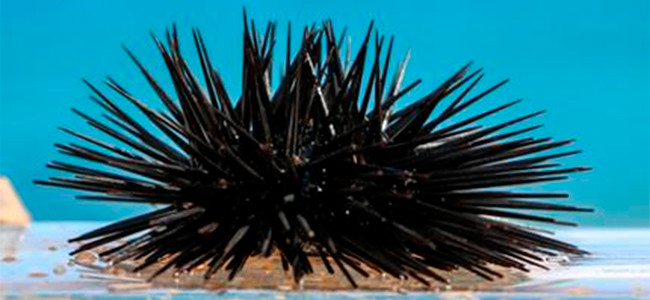 Arbacia lixula