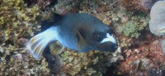 Arothron nigropunctatus