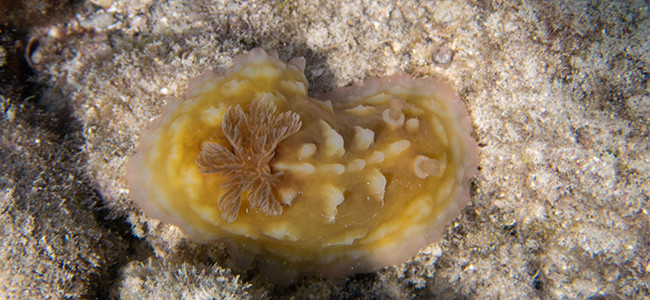 Asteronotus cespitosus