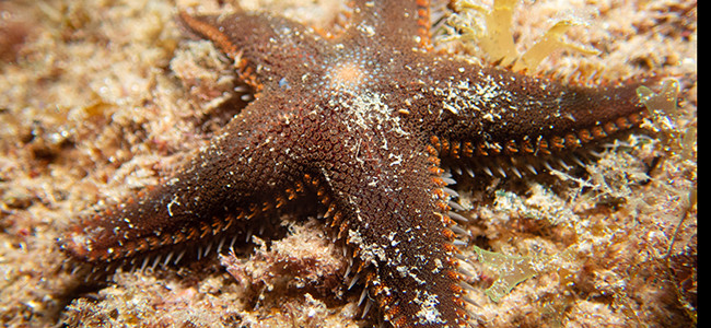 Astropecten spinulosus