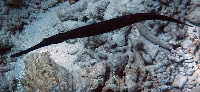 Aulostomus chinensis