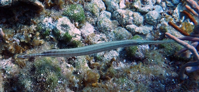 Aulostomus maculatus