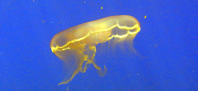 Aurelia aurita