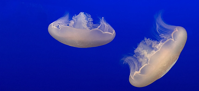 Aurelia labiata