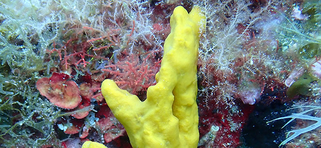 Axinella verrucosa