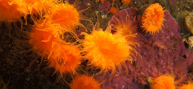 Balanophyllia elegans