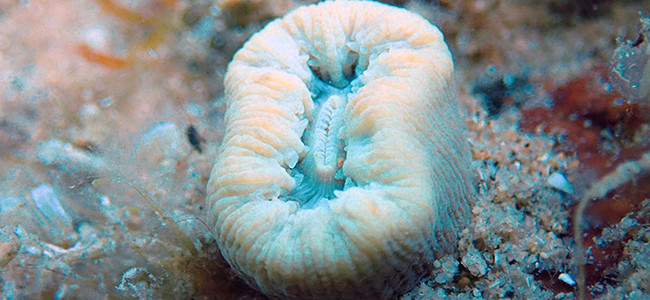 Balanophyllia europaea