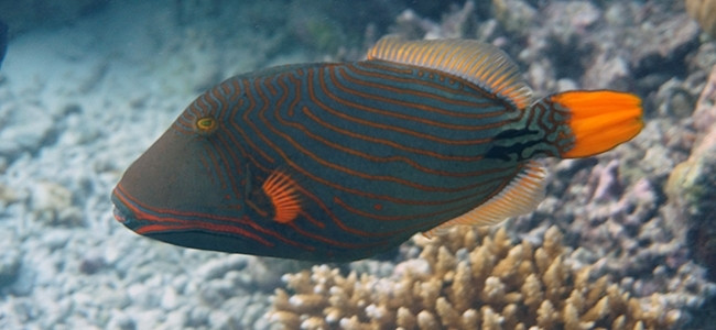 Balistapus undulatus