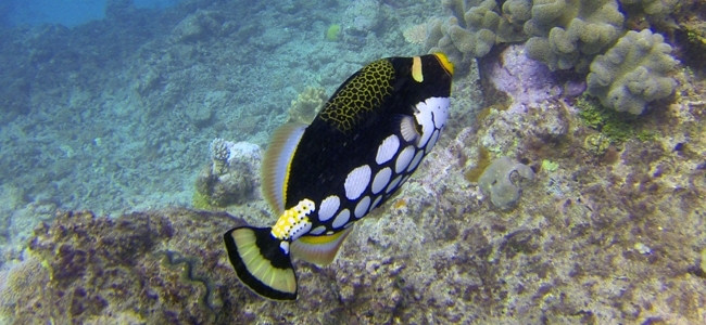 Balistoides conspicillum