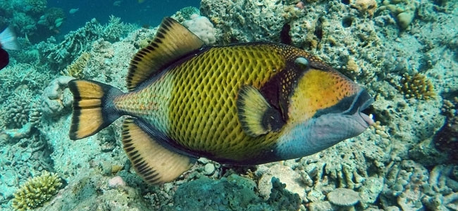 Balistoides viridescens