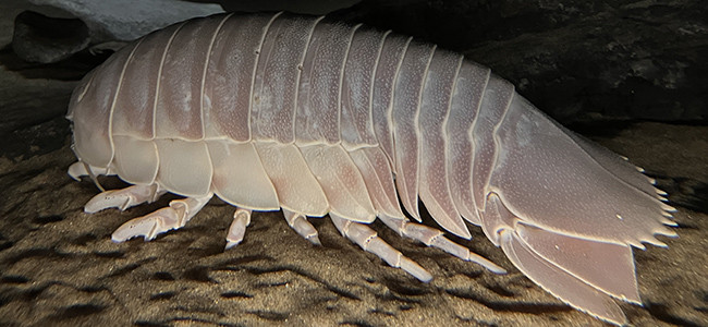 Bathynomus giganteus