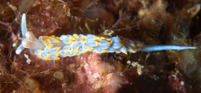 Berghia coerulescens