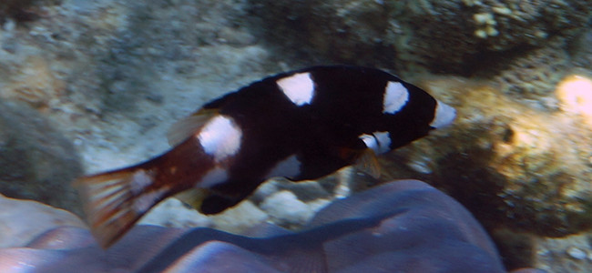 Bodianus axillaris