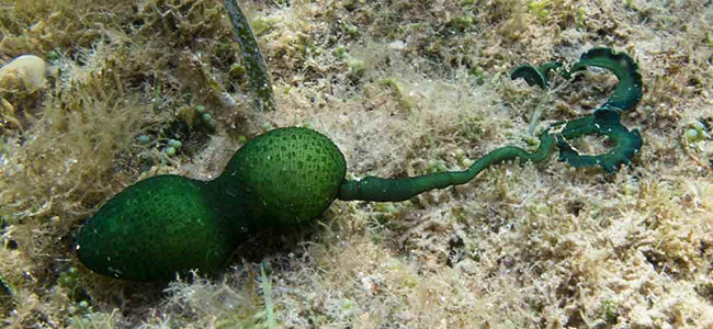 Bonellia viridis