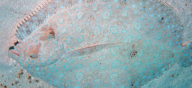 Bothus lunatus