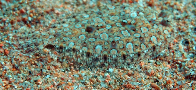 Bothus podas