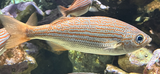 Brachygenys californiensis