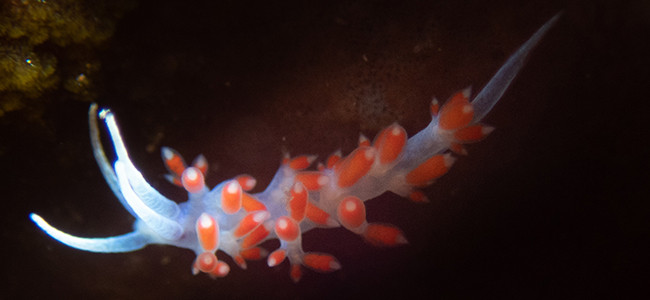 Calmella cavolini