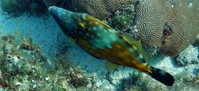 Cantherhines macrocerus