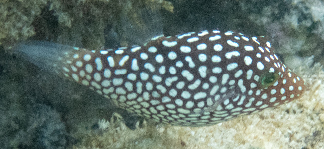 Canthigaster jactator