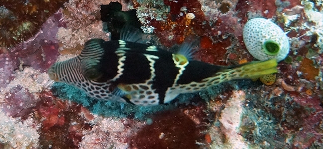 Canthigaster valentini