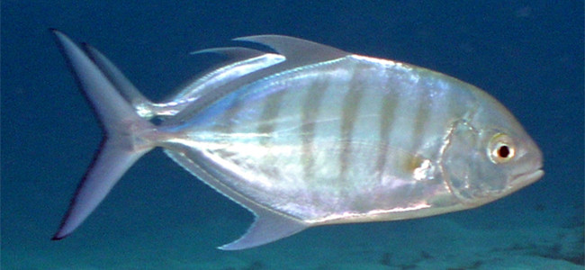 Carangoides ferdau