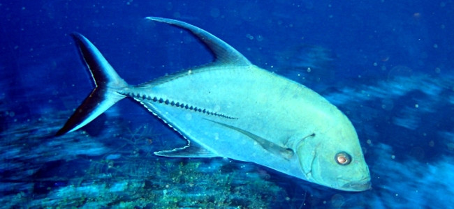 Caranx lugubris